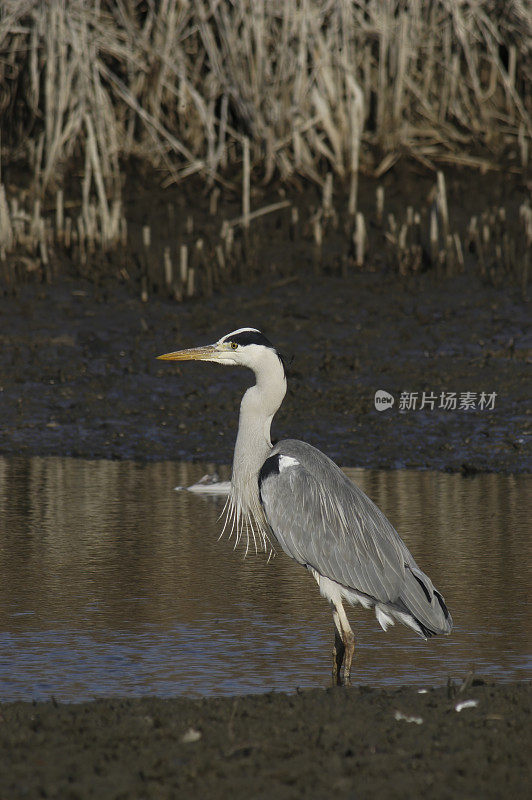 灰鹭(Ardea cinerea)